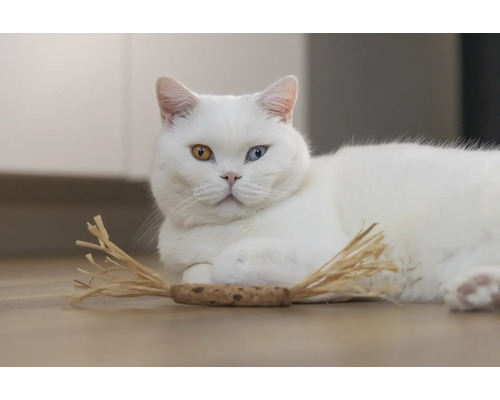 Witte kat met verschillend gekleurde ogen en kattenspeelgoed