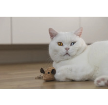 Witte kat met een speeltje op de grond