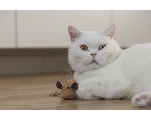 Witte kat met een speeltje op de grond