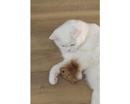 Een witte kat ligt met een speeltje op een houten vloer.