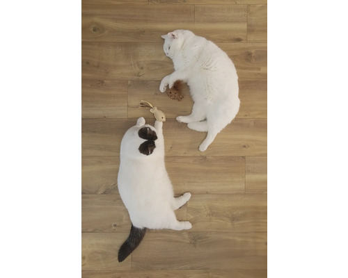 Twee katten spelen met speelgoed op een houten vloer