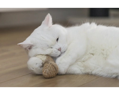 Witte kat ligt met speelgoed op de grond