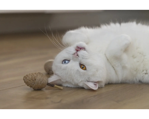 Witte kat ligt op zijn rug met kattenspeelgoed