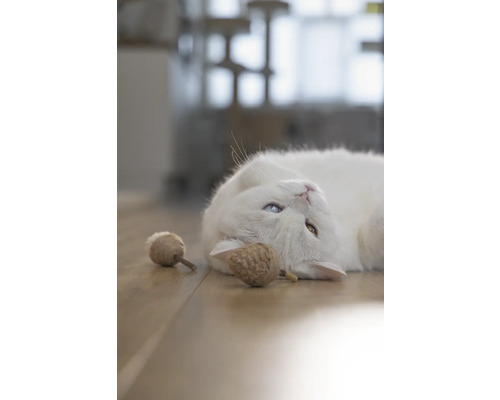 Een witte kat met ongelijke ogen en kattenspeelgoed op een houten vloer