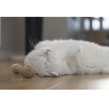 Een ontspannen witte kat ligt op zijn rug naast kattenspeelgoed.