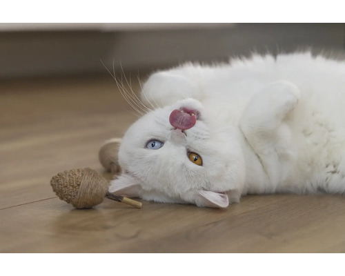 Een witte kat ligt op zijn rug en steekt zijn tong uit, met een speeltje ernaast.