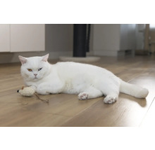 Een witte kat ligt met een speeltje op een houten vloer