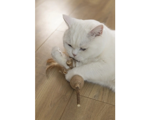 Witte kat speelt met kattenspeelgoed op houten vloer