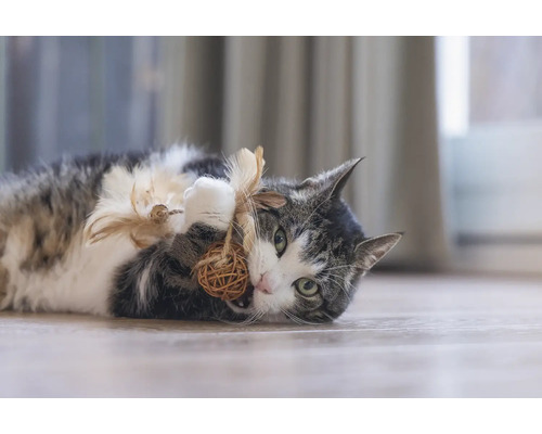Speelse kat ligt op de vloer en speelt met een bal van natuurlijke materialen en veren.