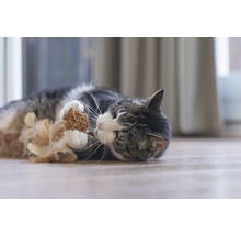 Kat speelt met bal speelgoed