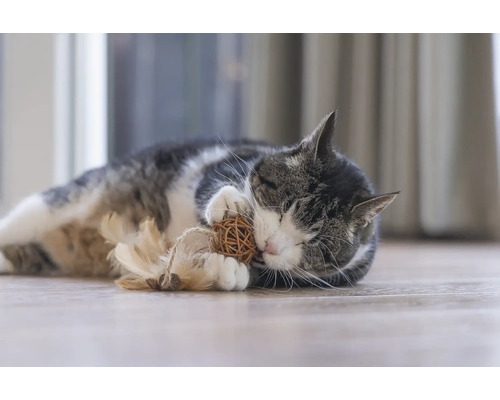 Kat ligt op de grond en speelt met speelgoed.