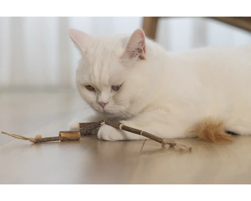 Een witte kat ligt op de grond en speelt met een houten speeltje.