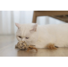 Witte kat met speelgoedbal op de vloer