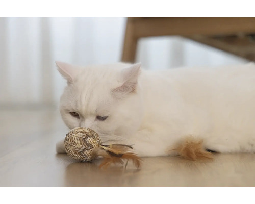 Witte kat met speelgoedbal op de vloer