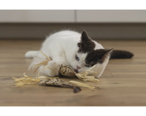 Een kat speelt met een kattenspeeltje op de grond.