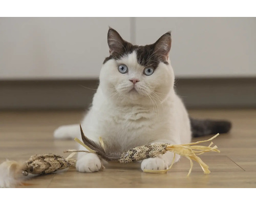 Kat met kattenspeelgoed op de vloer