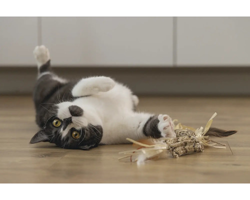 Spelende kat met kattenspeelgoed op de vloer