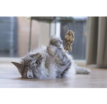 Speelse kat met visspeeltje op de vloer