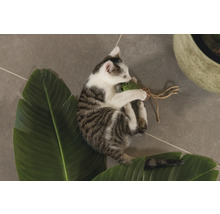 Een jong katje speelt met een speeltje op een blad