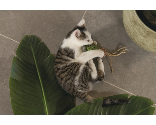 Een jong katje speelt met een speeltje op een blad
