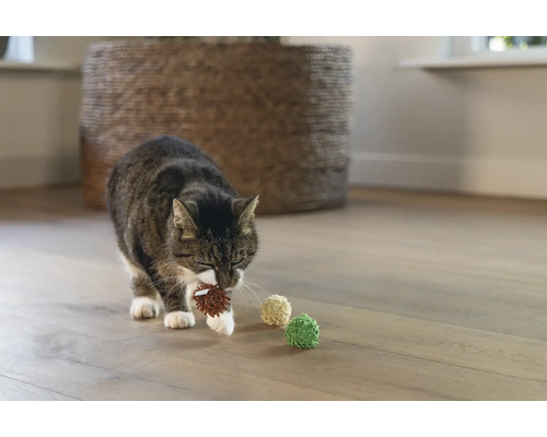 Een tabby kat draagt een speelgoedbal in zijn mond, met meer speelgoedballen op een houten vloer.
