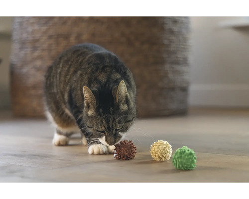 Een kat inspecteert speelballen op de vloer.