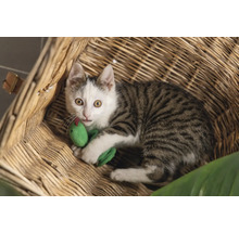 Een gestreepte kat met een speelgoedslang in een mand.