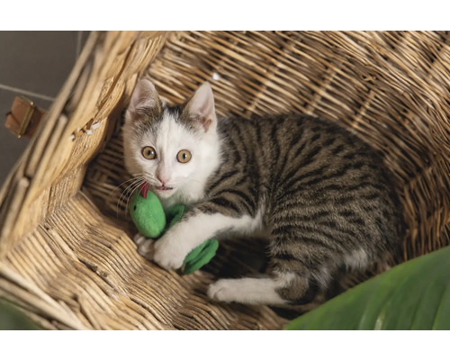 Een gestreepte kat met een speelgoedslang in een mand.