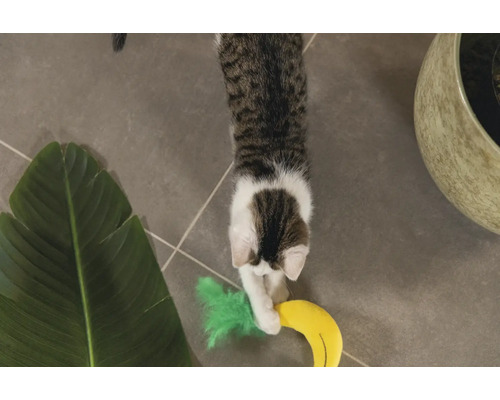 Spelende kat met speelgoedbanaan en kamerplant