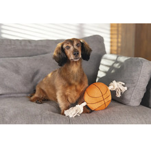 Teckel zit met speelgoedbal op een bank