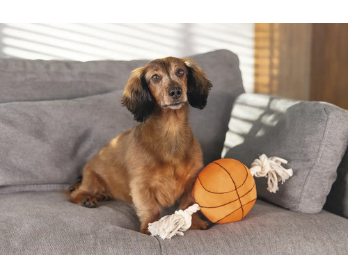 Teckel zit met speelgoedbal op een bank