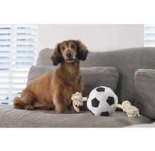 Teckel zit naast een stoffen voetbal op een bank