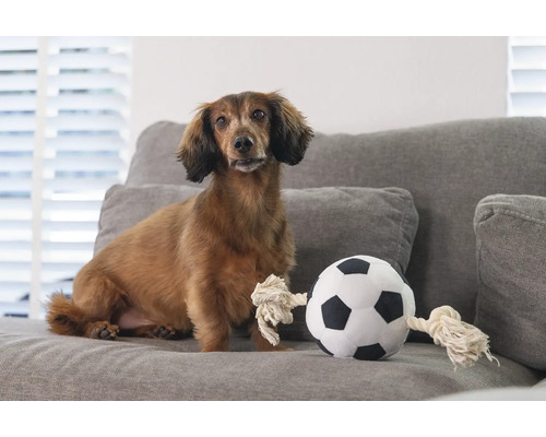 Teckel zit naast een stoffen voetbal op een bank