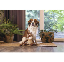 Hond zit met een knuffel op een kleed in een kamer met kamerplanten.