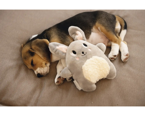 Slapende Beagle puppy met konijnenknuffeldier