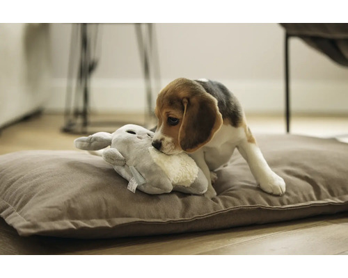 Beagle puppy speelt met knuffel op hondenkussen