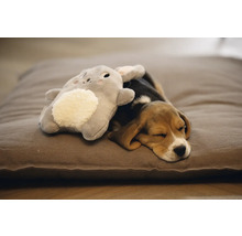 Slapende Beagle puppy met knuffel op een hondenkussen