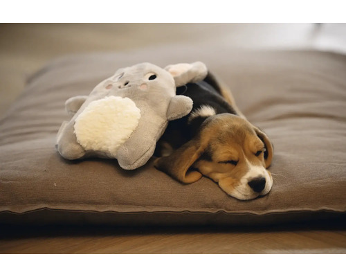 Slapende Beagle puppy met knuffel op een hondenkussen