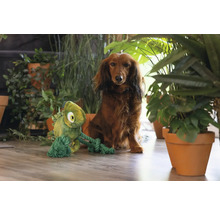 Teckel met een pluchen en touw kameleon hondenspeeltje, omringd door kamerplanten