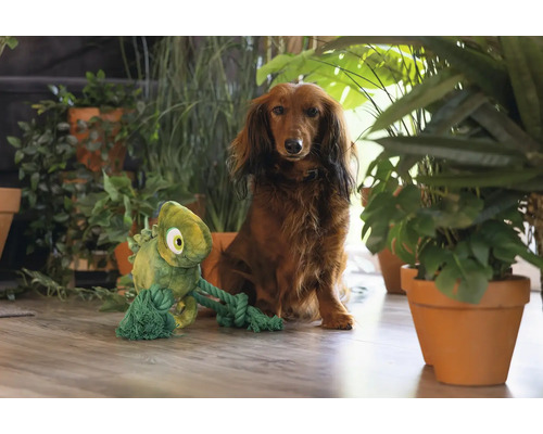 Teckel met een pluchen en touw kameleon hondenspeeltje, omringd door kamerplanten
