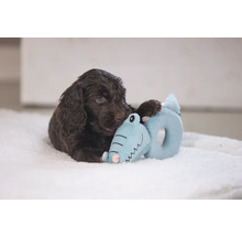 Bruine puppy met blauw knuffeldier