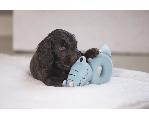 Bruine puppy met blauw knuffeldier