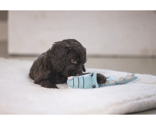 Bruine puppy speelt met krokodillenspeelgoed op een zachte ondergrond.