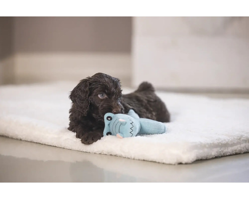 Bruine puppy ligt op een lichte deken en speelt met een speeltje