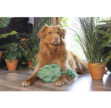 Hond ligt met een speelgoedblad omringd door kamerplanten op de grond.