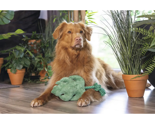 Hond ligt met een speelgoedblad omringd door kamerplanten op de grond.