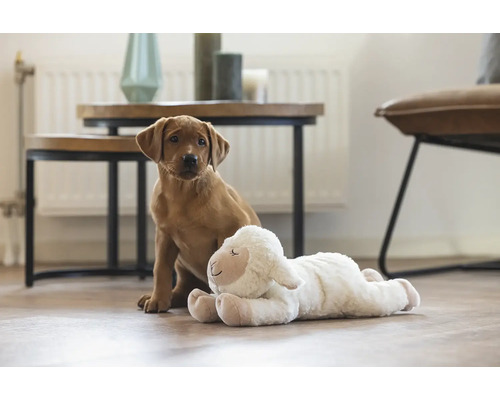 Lichte ruimte met jonge hond en pluchen schaap