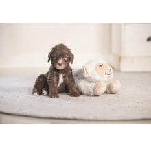 Bruine puppy zit naast een pluchen schaap op een tapijt.