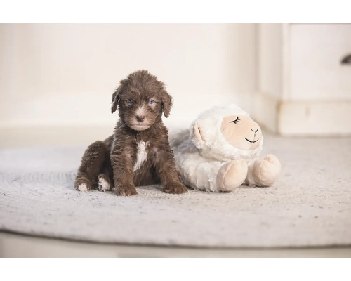 Bruine puppy zit naast een pluchen schaap op een tapijt.
