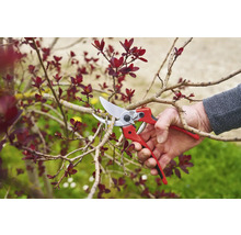 Een hand knipt met een snoeischaar een tak van een bloeiende boom.